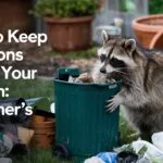 How to Keep Raccoons Out of Your Garden